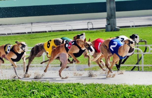 WSOP CIRCUIT RETURNS TO PALM BEACH KENNEL CLUB
