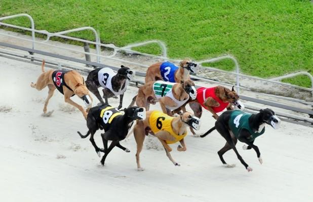 AND THEY'RE OFF! CIRCUIT RETURNS TO PALM BEACH KENNEL CLUB THURSDAY