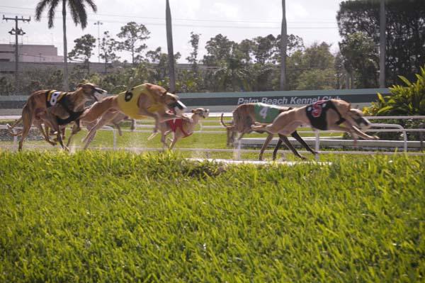 MAIN EVENT AT PALM BEACH KENNEL CLUB NEARS THE FINISH LINE
