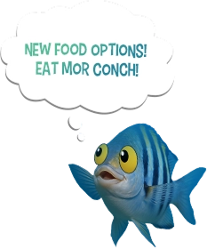 NEW FOOD OPTIONS! EAT MOR CONCH! 